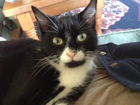 Missing black and white female cat. Clonakilty Area