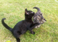 two lost kittens in glanmire (3+ months old)