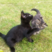 two lost kittens in glanmire (3+ months old)