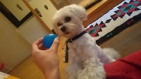 White male maltese lost in Blackpool