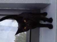 Young female black cat found in Mallow
