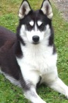 MISSING – Husky Mayfield