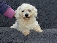 Small white male terrier type, found near Corofin