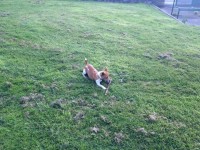 Tan and white Jack Russell lost on the Blackrock line this evening at 6:30pm