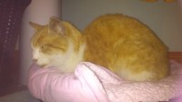 Found near McCurtain Street: Ginger and white friendly cat