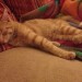 Ginger stripe cat found in Mount Oval Village