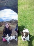 Black and white male jack Russell missing between burncourt and ballyporeen