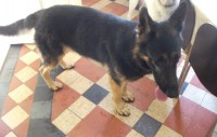 Young Male German Shepherd Found in Bandon