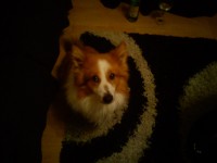 lost male small collie looking dog from ballincollig area