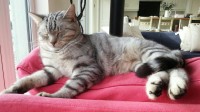 male grey striped cat lost in crosshaven