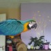 Blue and Gold Macaw Parrot Lost in Blarney