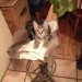 Grey Tabby Kitten Missing Cork
