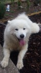 Samoyed male found Glanworth cork