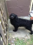 Male black cross breed found in Carrigtwohill area, small to medium in size.