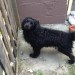 Male black cross breed found in Carrigtwohill area, small to medium in size.