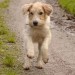Male wheaten terrier strayed/stolen Upper Glanmire/White’s Cross