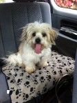 Shih Tzu found in Bray, Wicklow