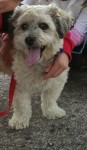 Male lhaso apso cross found in Rochestown