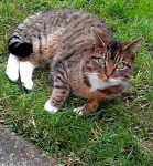 lost striped female cat with white paws. lost in ballina, tipperary