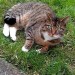 lost striped female cat with white paws. lost in ballina, tipperary