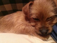 Male honey-coloured golden-brown terrier puppy found on Western Road, Cork