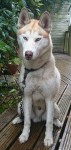 Male husky found in Midleton