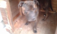 Found entire male brindle staffy