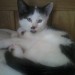 Missing black and white cat in Macroom