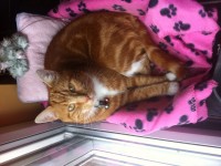 Large male ginger cat lost in Carrigtwohill