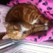 Large male ginger cat lost in Carrigtwohill