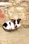 Male Miniature Jack Russell lost in Woodstown, Waterford near Dunmore East