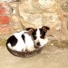 Male Miniature Jack Russell lost in Woodstown, Waterford near Dunmore East