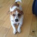 Female jack russell terrier lost in Tara Hill, Gorey, Co. Wexford