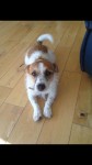 Female jack russell terrier lost in Tara Hill, Gorey, Co. Wexford