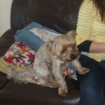 Lost Male yorkshire terrier