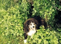 Male Border Collie missing from Listowel Co.Kerry