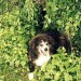 Male Border Collie missing from Listowel Co.Kerry