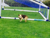 Dog Found in Macroom, Millstreet Road area