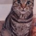 Small Grey Tabby Neutered Mal / Between St Lukes and Lower Glanmire Road