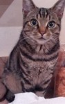 Small Grey Tabby Neutered Mal / Between St Lukes and Lower Glanmire Road