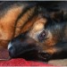 Female spayed & chipped Alsatian x