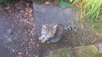 Male cat (tabby) missing from Ballinlough area, Cork