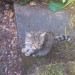Male cat (tabby) missing from Ballinlough area, Cork