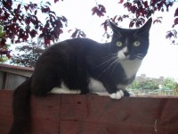 Male black & white lost in Rathcormac