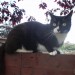 Male black & white lost in Rathcormac