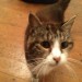 Female Cat Fermoy 4 Years old