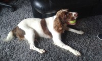 Spaniel found in Bracken Court Donnybrook, Cork