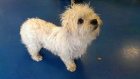 Female Westie Cross found in Grange, Douglas, Cork