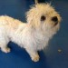 Female Westie Cross found in Grange, Douglas, Cork