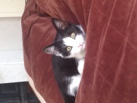 Black and white kitten, male, might have a coloured collar on, lost in Blackrock